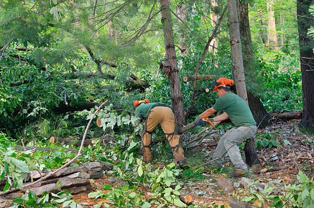 How Our Tree Care Process Works  in  Cottonwood, AZ